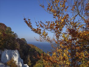 Autumn trees in the foreground in front of white cliffs and a wide, calm sea under a blue sky,