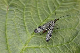 Scorpion fly (Panorpa communis), Emsland, Lower Saxony, Germany, Europe