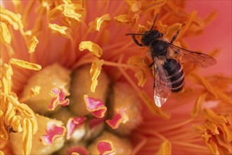 Common narrow-winged bee (Lasioglossum calceatum) in peony blossom, Emsland, Lower Saxony, Germany,