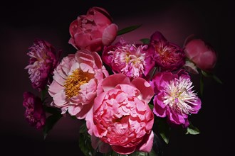 Flower bouquet of bright pink peonies on dark background close up