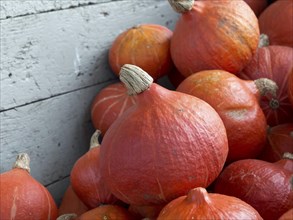 Several large pumpkins in a wooden box that looks rustic and autumnal, many orange pumpkins at