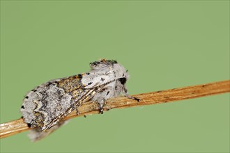 Sallow kitten moth (Furcula furcula), North Rhine-Westphalia, Germany, Europe