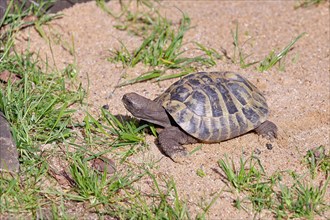 Hermann's tortoise (testudo hermanni), walking on sandy ground, captive, Rhineland-Palatinate,