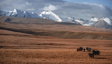 Glaciated and snow-covered mountains, yaks grazing on the plateau in autumnal mountain landscape