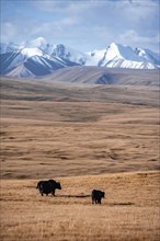 Glaciated and snow-covered mountains, yaks on the plateau in autumnal mountain landscape with