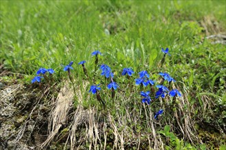 Gentian (Gentiana)