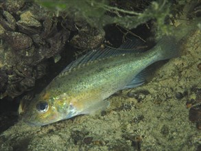 A small fish with sparkling scales, eurasian ruffe (Gymnocephalus cernua), swims over sand. Dive