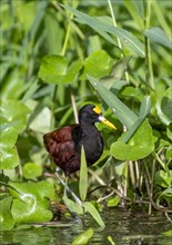 Northern jacana (Jacana spinosa), male among aquatic plants in the water, Tortuguero National Park,