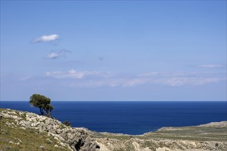 Lone tree on the coast near Lindos, Rhodes, Dodecanese archipelago, Greek Islands, Greece, Europe