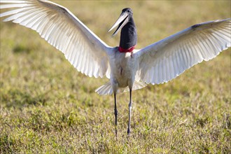 Jabiru (Jabiru mycteria) Pantanal Brazil