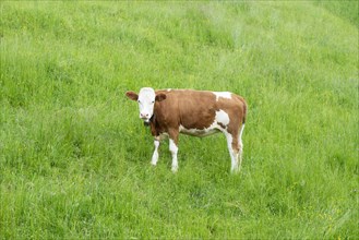 Simmental cattle (Bos taurus), Allgaeu, Bavaria, Germany, Europe