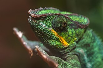 Panther Chameleon, terrarium in the Nuremberg Zoo, Nuremberg, Middle Franconia, Bavaria, Germany,