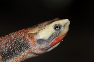 Red-bellied short-necked turtle (Emydura subglobosa), portrait, captive, occurrence in Australia