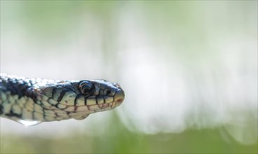 Barred grass snake (Natrix helvetica), close-up of head with water droplets on body, North
