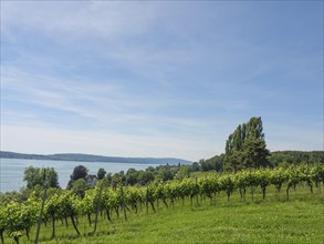 Vineyards stretching towards the lake on a clear summer day with blue sky and green landscape,