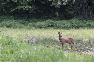 European roe deer (Capreolus capreolus), Emsland, Lower Saxony, Germany, Europe