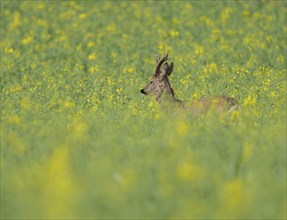European roe deer (Capreolus capreolus), roebuck standing in a rapeseed field, rapeseed (Brassica