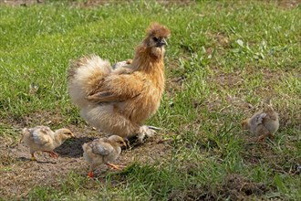 Silk hen with Wyandotte chick, hen, Wittorf, Samtgemeinde Bardowick, Lower Saxony, Germany, Europe