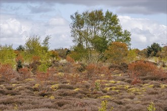 Autumn landscape with extensive heathland, colourful bushes and cloudy sky, grasses and bushes with