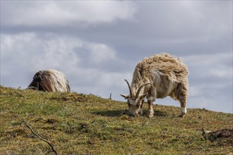 Two sheep grazing in a pasture under a cloudy sky, a sheep lying in the grass, grazing goats in a