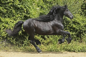 Friesian, Friesian horse