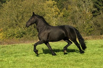 Friesian, Friesian horse