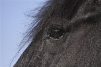 Friesian, Friesian horse