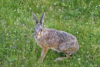 A brown hare (Lepus europaeus) seen from the front sitting in a green meadow surrounded by grazing