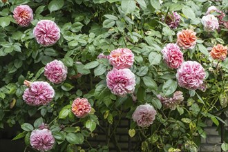 English shrub rose (Rosa), Emsland, Lower Saxony, Germany, Europe