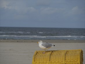 A seagull sits on a yellow beach chair with the sea in the background, colourful beach chairs on