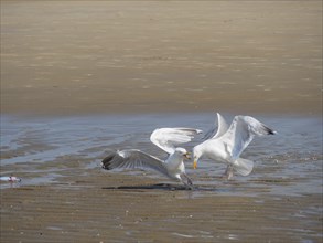 Two seagulls fighting for a fish on the beach while flapping their wings, quarrelling seagulls on a