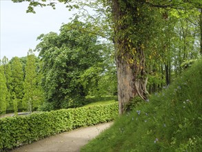 A winding forest path leads through lush green foliage and an old tree, small footpath among green