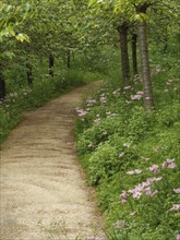 A long, shady path through a forest with pink flowers and green vegetation, small, winding path