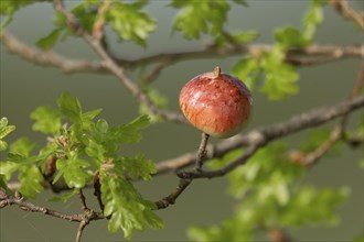 Gall, gall apple on oak (Quercus), Common oak gall wasp (Cynips quercusfolii), Lower Saxony,