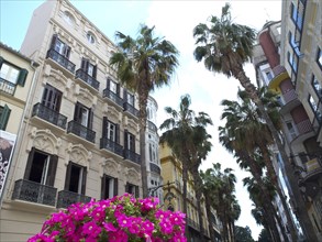 Urban street with elegant buildings and palm trees reaching the blue sky, pink flowers in the
