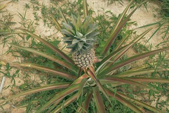 Overhead view of a pineapple plant or Ananas comosus surrounded by sparse green weeds on loose