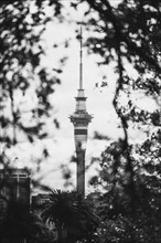 View of the Sky Tower in Auckland, New Zealand. Shot in black and white