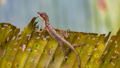 Anolis (Anolis) sitting on a leaf, Tortuguero National Park, Costa Rica, Central America