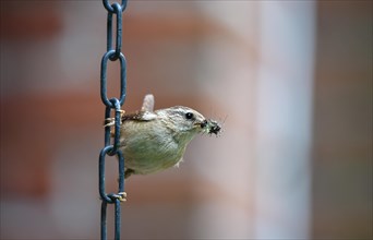 Eurasian wren (Troglodytes troglodytes) has insects in its beak for feeding