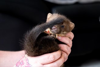 Beech marten (Martes foina), practical animal welfare, young animal is examined after arrival at a