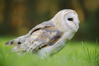 Barn owl (Tyto alba), captive, North Rhine-Westphalia, Germany, Europe