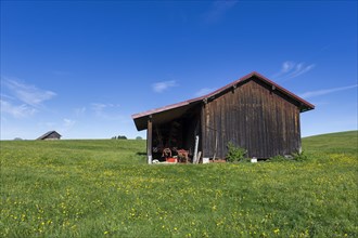 Wooden huts in a meadow near Fuessen, near Buching, Allgaeu, Bavaria, Germany, Europe