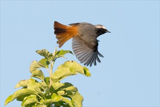 A redstart (Phoenicurus phoenicurus), male, with outspread wings flying over the top of a green