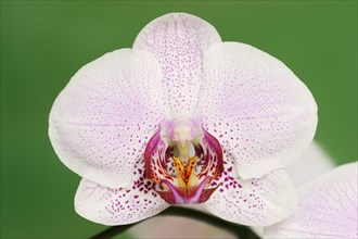 Butterfly orchid (Phalaenopsis), flower, houseplant, North Rhine-Westphalia, Germany, Europe
