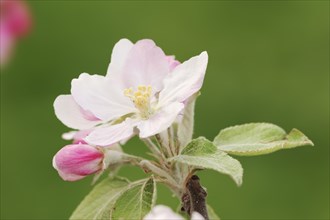 Apple tree (Malus domestica), blossoms, North Rhine-Westphalia, Germany, Europe