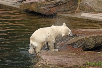 Small polar bear (Ursus maritimus) shaking itself dry, Nuremberg Zoo, Am Tiergarten 30, Nuremberg,