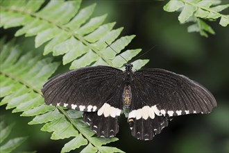 Common Mormon or Common Mormon (Papilio polytes), male, captive, occurring in Asia