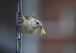 Eurasian wren (Troglodytes troglodytes) has insects in its beak