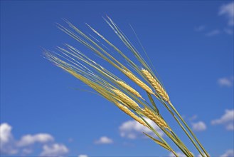 Ripe ears of grain, barley, and blue sky with few white clouds, natural agricultural background,