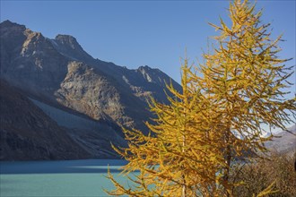 Mountain landscape with a turquoise lake and a yellow autumn tree in the foreground under a clear